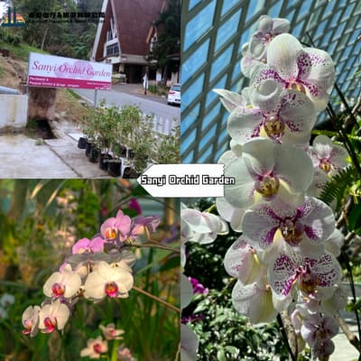 Sanyi Orchid Garden - Fraser's Hill